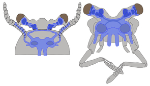 A modern brain in an ancient body: A reconstruction of the brain of the 520 million year-old fossil Fuxianhuia protensa (left), which has a very simple body shape, yet shows unexpected similarity to the complex brain of a modern crustacean, such as the land hermit crab (Coenobita clypeatus) pictured on the right. (Illustration: Nicholas Strausfeld) A modern brain in an ancient body: A reconstruction of the brain of the 520 million year-old fossil Fuxianhuia protensa (left), which has a very simple body shape, yet shows unexpected similarity to the complex brain of a modern crustacean, such as the land hermit crab (Coenobita clypeatus) pictured on the right. (Illustration: Nicholas Strausfeld)